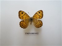 藏品(蛇目蝶科)的圖片